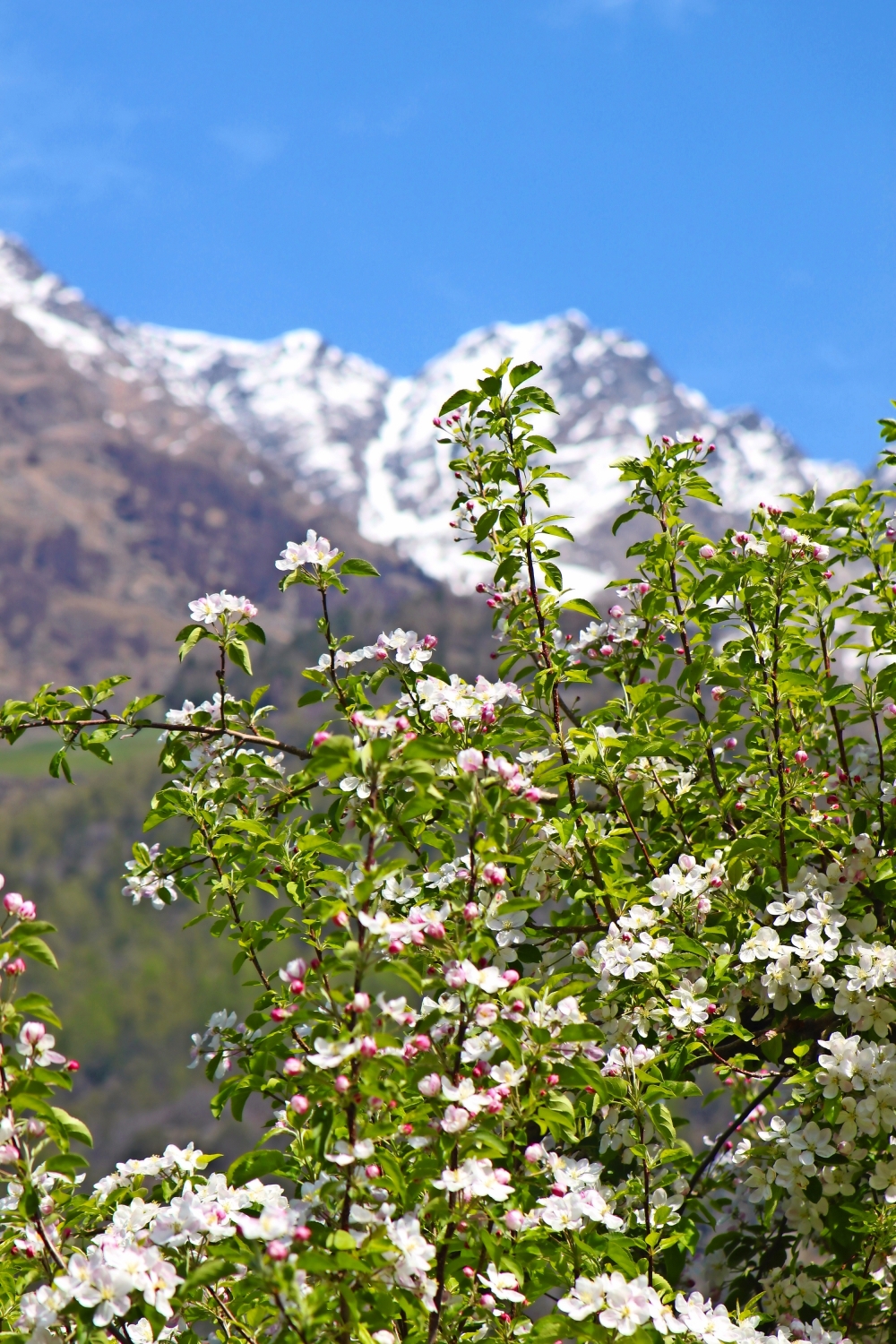 Apfelblute In Sudtirol